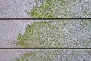 外壁にコケができる原因は？自分でできる掃除方法や苔がつかない・目立たない外壁も紹介